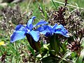 Gentianaceae - Gentiana verna